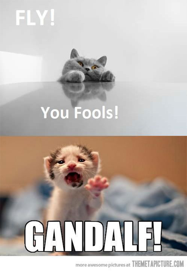 Harry potter meme with Cats: Fly you fools! Gandalf!